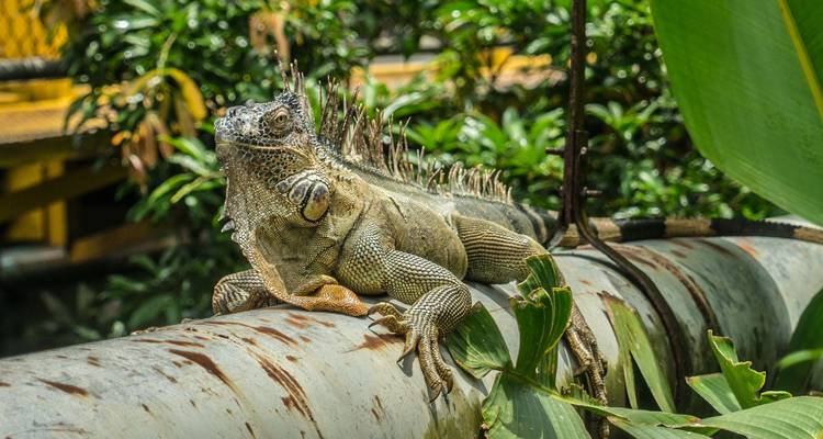 Iguane se reposant sur un tuyau rouillé dans un environnement luxuriant.