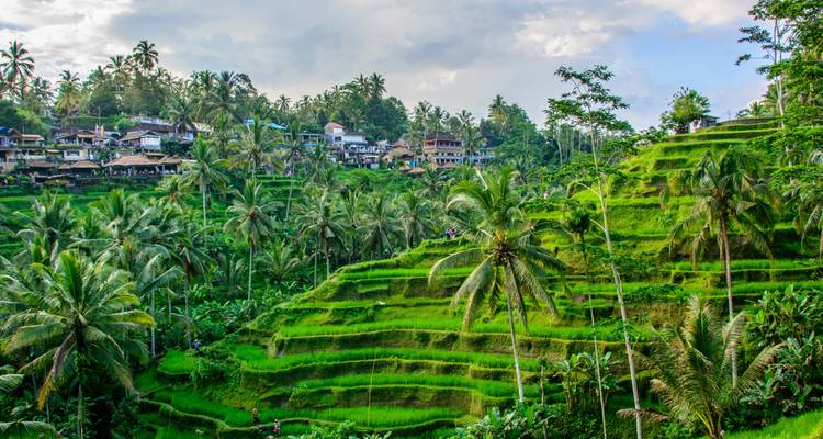 Terraced rice fields with palm trees and houses in the background.