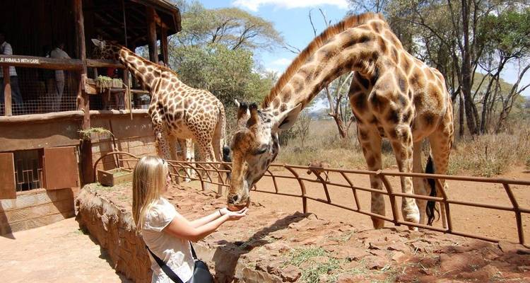 The Best of Kenya safari private and luxury safari 6 Days - Dream Voyage Safaris