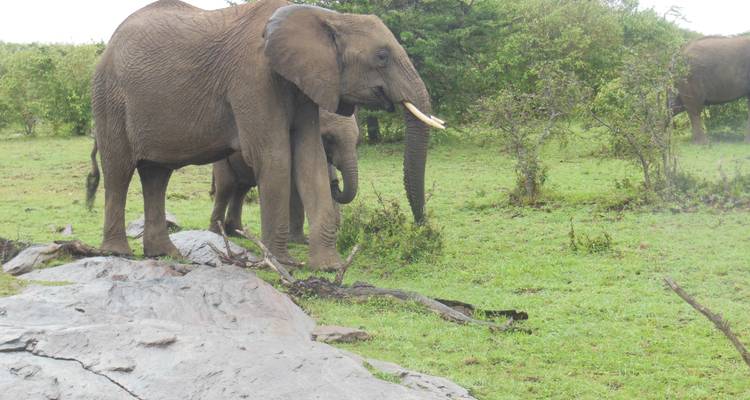 Elephants in natural habitat with grassland and trees.