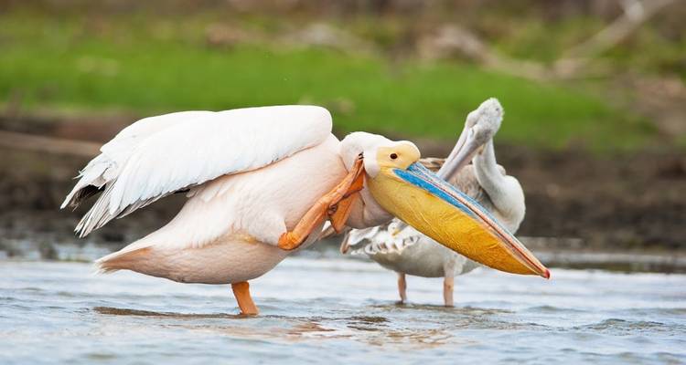Pelican in a colorful beak standing in a lake.