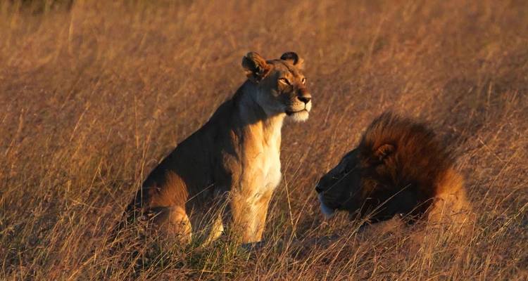 Two lions sitting in dry grass during sunset.