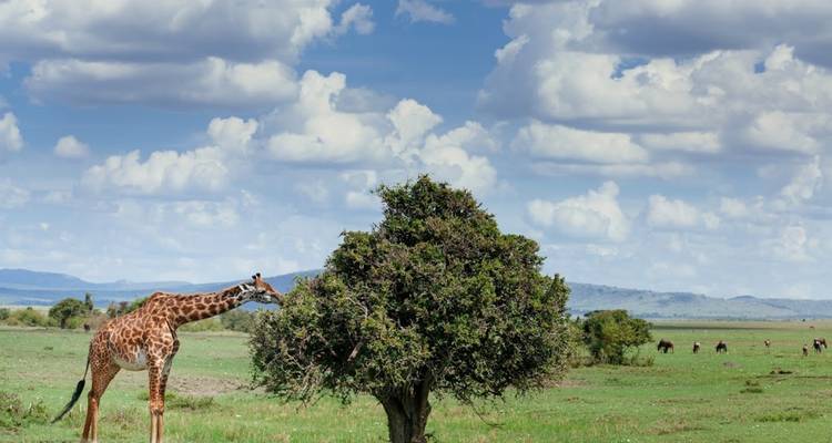 Jirafa pastando cerca de un árbol solitario en una vasta llanura.