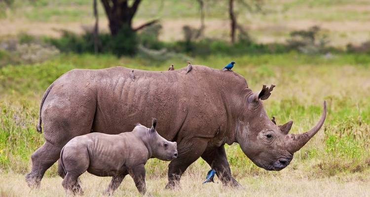 Adult rhinoceros walking with a calf in grassy terrain.