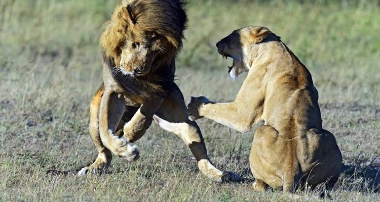 Two lions engaged in an interaction on a grassy plain.