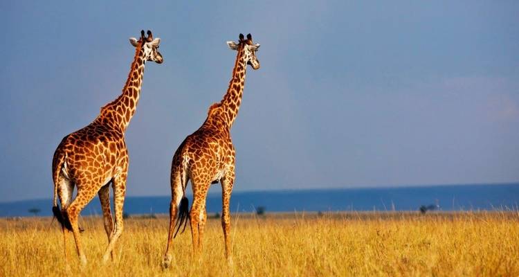 Twee giraffen die door de grasrijke savanne lopen.