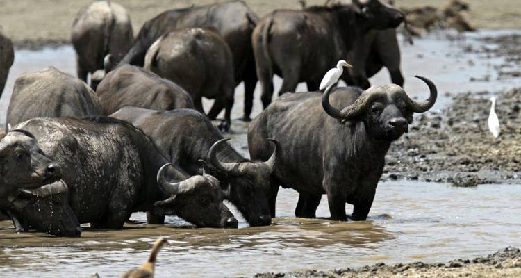 Kudde buffels die afkoelen in een modderige waterpoel.
