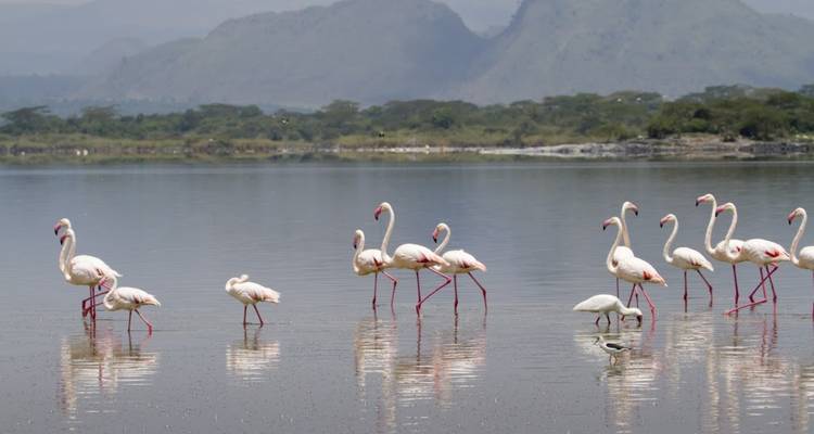 Flamingo's wadend in een meer met bergen op de achtergrond.