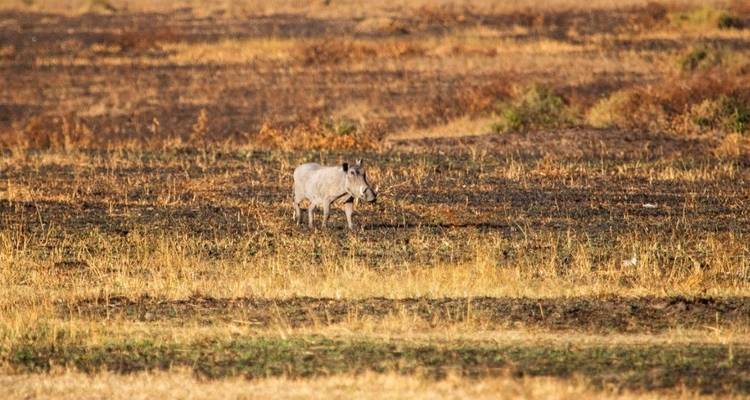 Wildebeest in a dry grassy field with sparse vegetation.