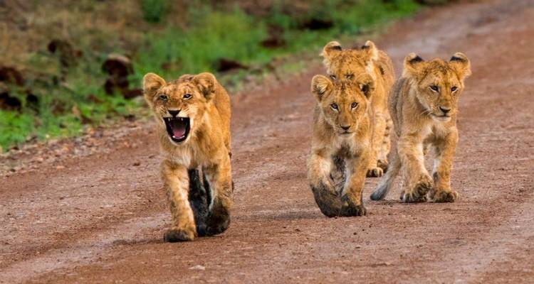 Leeuwenwelpjes die op een zandweg lopen.