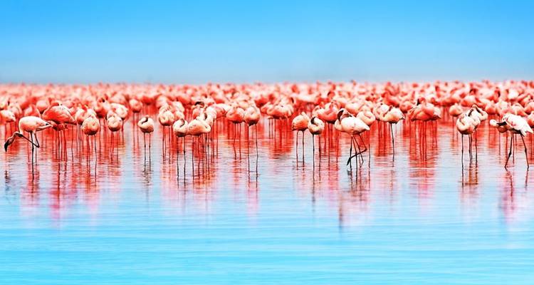 Große Gruppe von Flamingos, die im Wasser unter einem klaren blauen Himmel stehen.