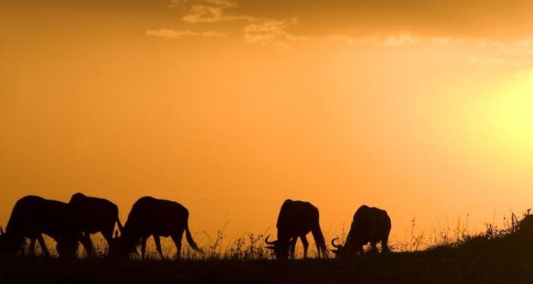 Silhouette von Gnus vor einem orangefarbenen Sonnenuntergangshimmel.