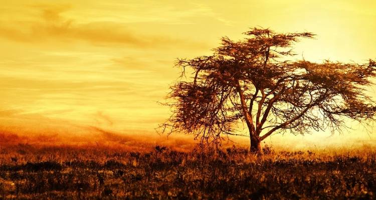 Einsamer Baum auf einer grasbewachsenen Landschaft mit einem orangenen Himmel.