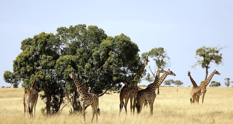 Giraffen versammelten sich um einen kleinen Baum in einer Savanne.