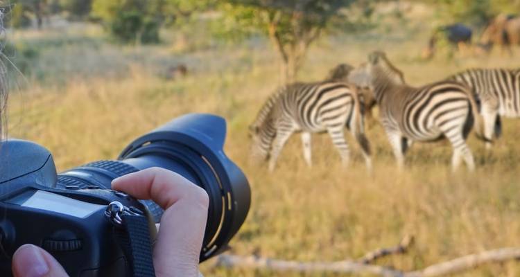 Gros plan d'un appareil photo capturant des zèbres en safari.
