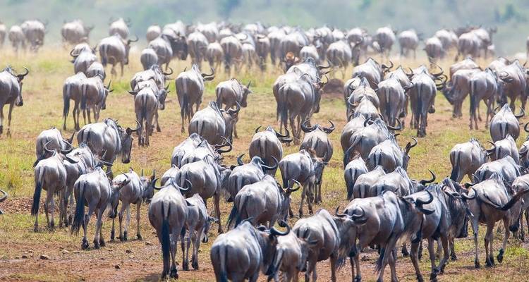 Troupeau de gnous migrant à travers la savane.