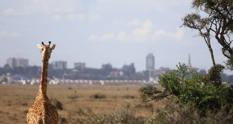 Jirafa caminando en la sabana con un horizonte de ciudad al fondo.
