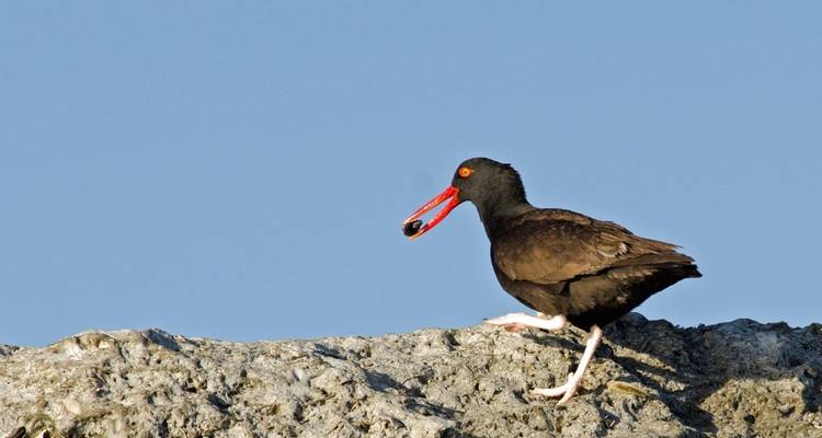 Pájaro parado sobre una roca con un cielo despejado detrás.