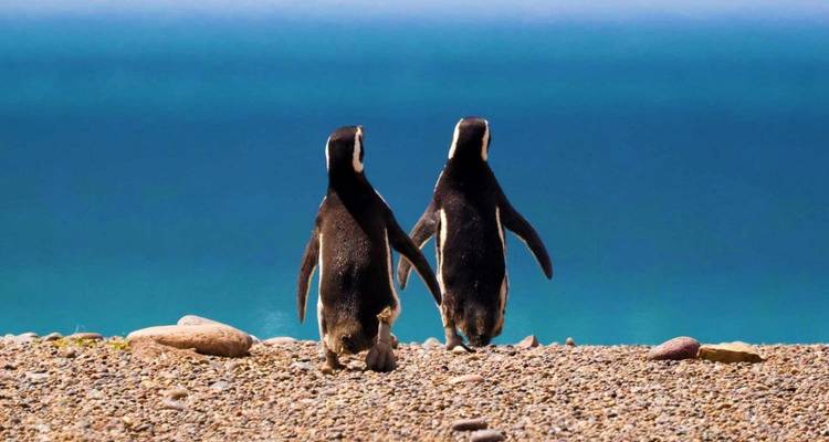 Two penguins walking towards the ocean.