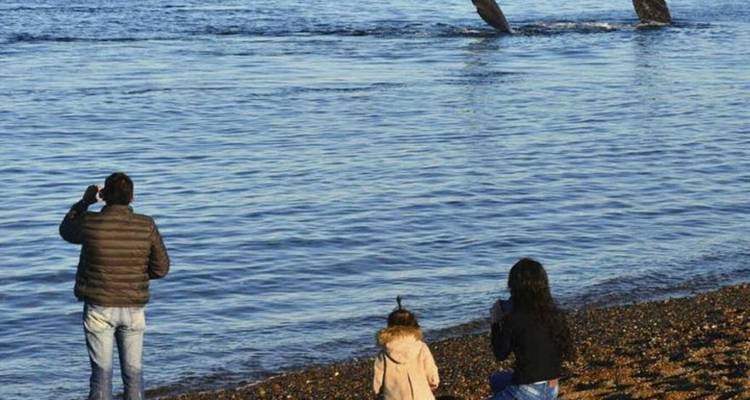 Family observing whales from a pebbled beach.