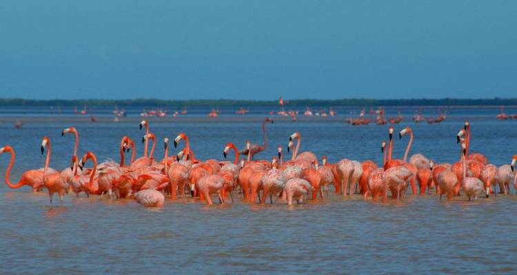 6 Days of Yucatan Archeological and Ecological - GoTour