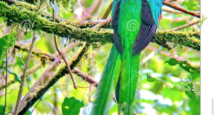 A colorful quetzal bird perched on a branch.