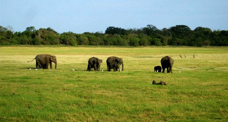 Herd of elephants grazing on a grassland.