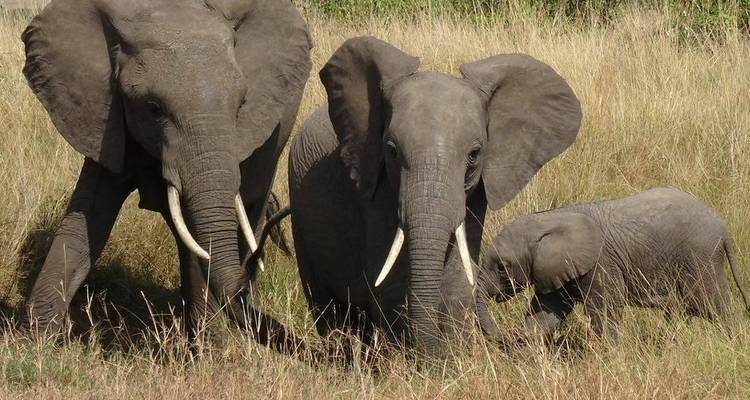 5 Days Amboseli/Naivasha/Masai Mara - Kenan Travel and Tours