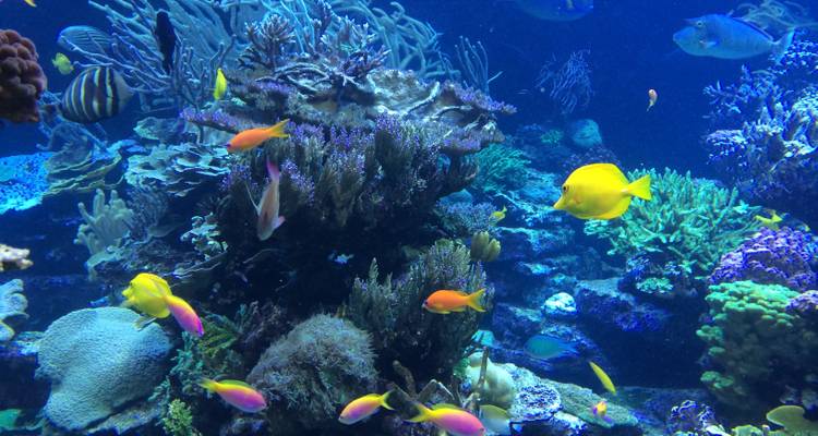 Vibrant reef scene filled with colorful tropical fish and corals in clear blue water.