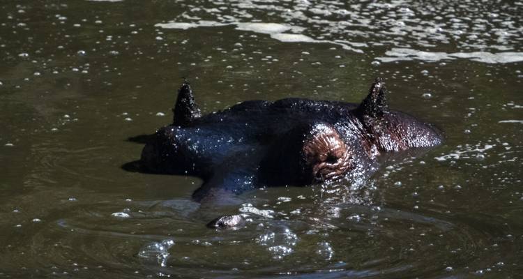 Nilpferd in einem Gewässer.