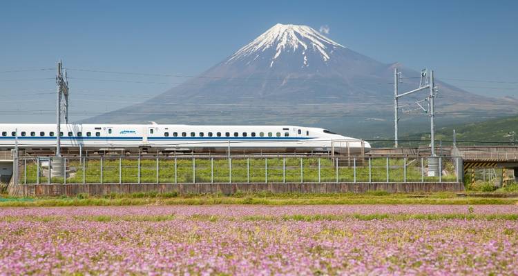Train Shinkansen à grande vitesse glissant devant des champs de fleurs roses avec le Mont-Fuji enneigé dominant en arrière-plan.
