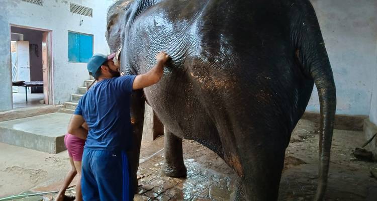 Dos personas lavando un elefante en un establo.