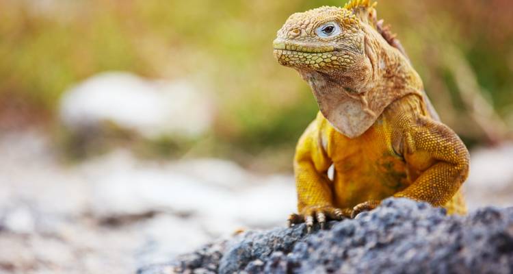 Nahaufnahme eines lebendigen Landleguan mit leuchtenden Farben.
