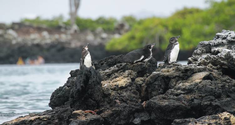Drei Pinguine auf schwarzem Vulkangestein in der Nähe von Wasser.