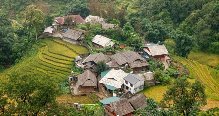 Vista aérea de casas de madera agrupadas rodeadas por terrazas de arroz doradas y bosque.