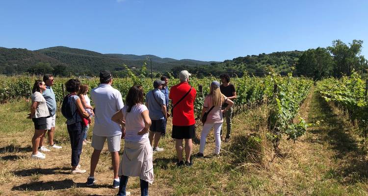 Tourists exploring a vineyard with rolling hills in the background.