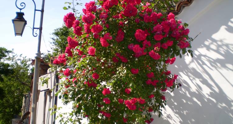 Flores rosadas vibrantes floreciendo contra una pared blanca.