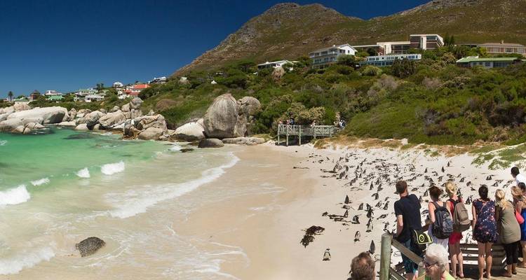 People observing penguins near a beach with scenic surroundings.