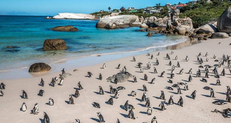 A beach with numerous penguins and distant houses.