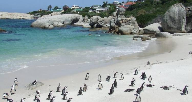 Een strand bedekt met pinguïns nabij helder oceaanwater en rotsformaties.