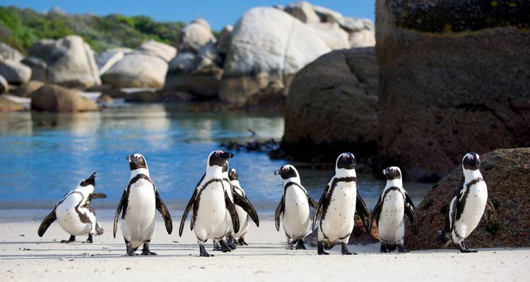 Een close-up van pinguïns die op een strand staan met grote rotsen en zeewater.