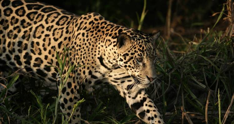 Jaguar marchant dans l'herbe dans un cadre naturel.