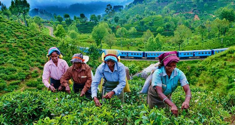 Recolectores de té en una plantación con un tren panorámico y colinas exuberantes al fondo.
