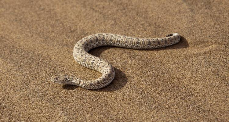 Een slang die ligt op een vlak zandig oppervlak in een woestijnomgeving.