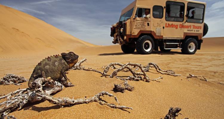 Een hagedis op zand met een rondleidingsvoertuig en woestijnduinen op de achtergrond.