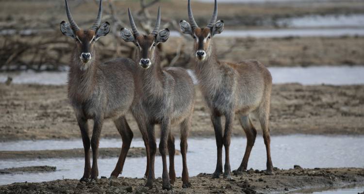 Drie antilopen die alert staan bij een drinkplaats in een droog, open landschap.