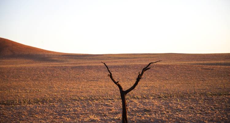 Eenzame droge boomtak in een woestijnlandschap.