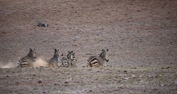 Zebra's die rennen over droog, open land.