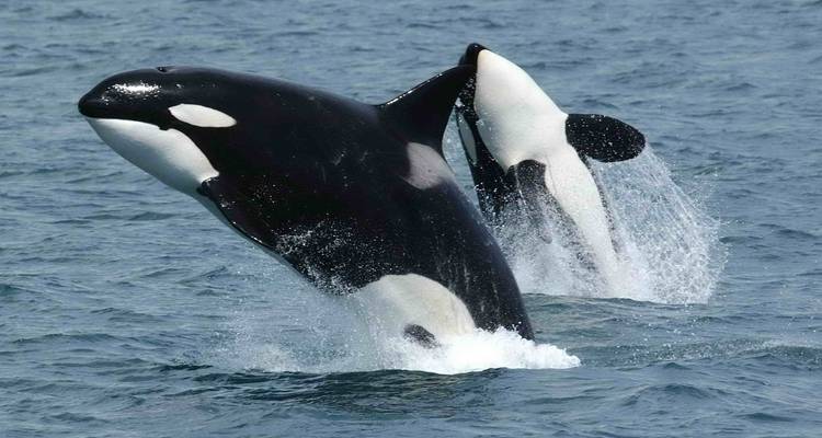 Zwei Orcas durchbrechen die Meeresoberfläche.