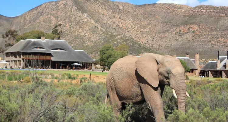 Elefant in einer malerischen Lodge-Umgebung.